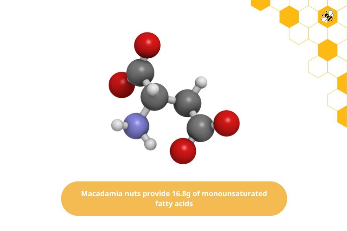 Macadamia nuts provide 16.8g of monounsaturated fatty acids