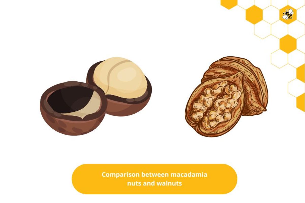 Comparison between macadamia nuts and walnuts