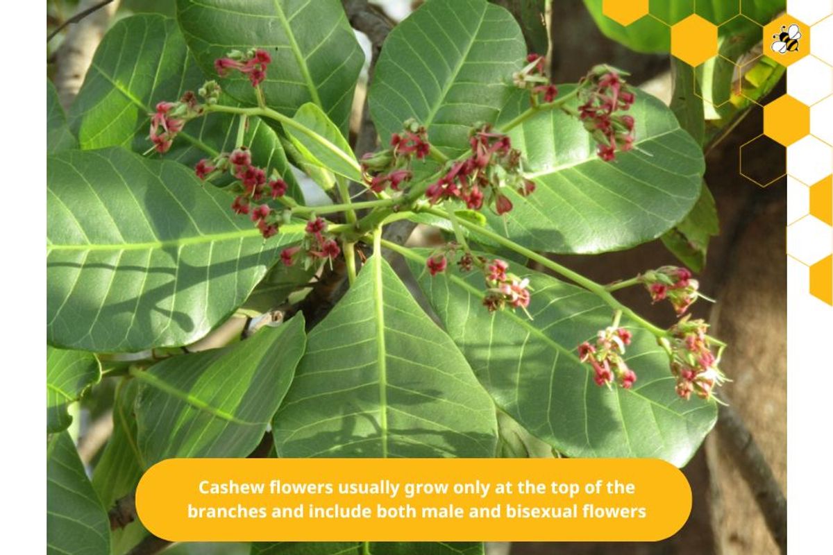 Cashew flowers usually grow only at the top of the branches and include both male and bisexual flowers