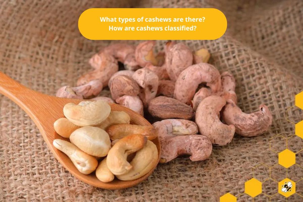 What types of cashews are there? How are cashews classified?