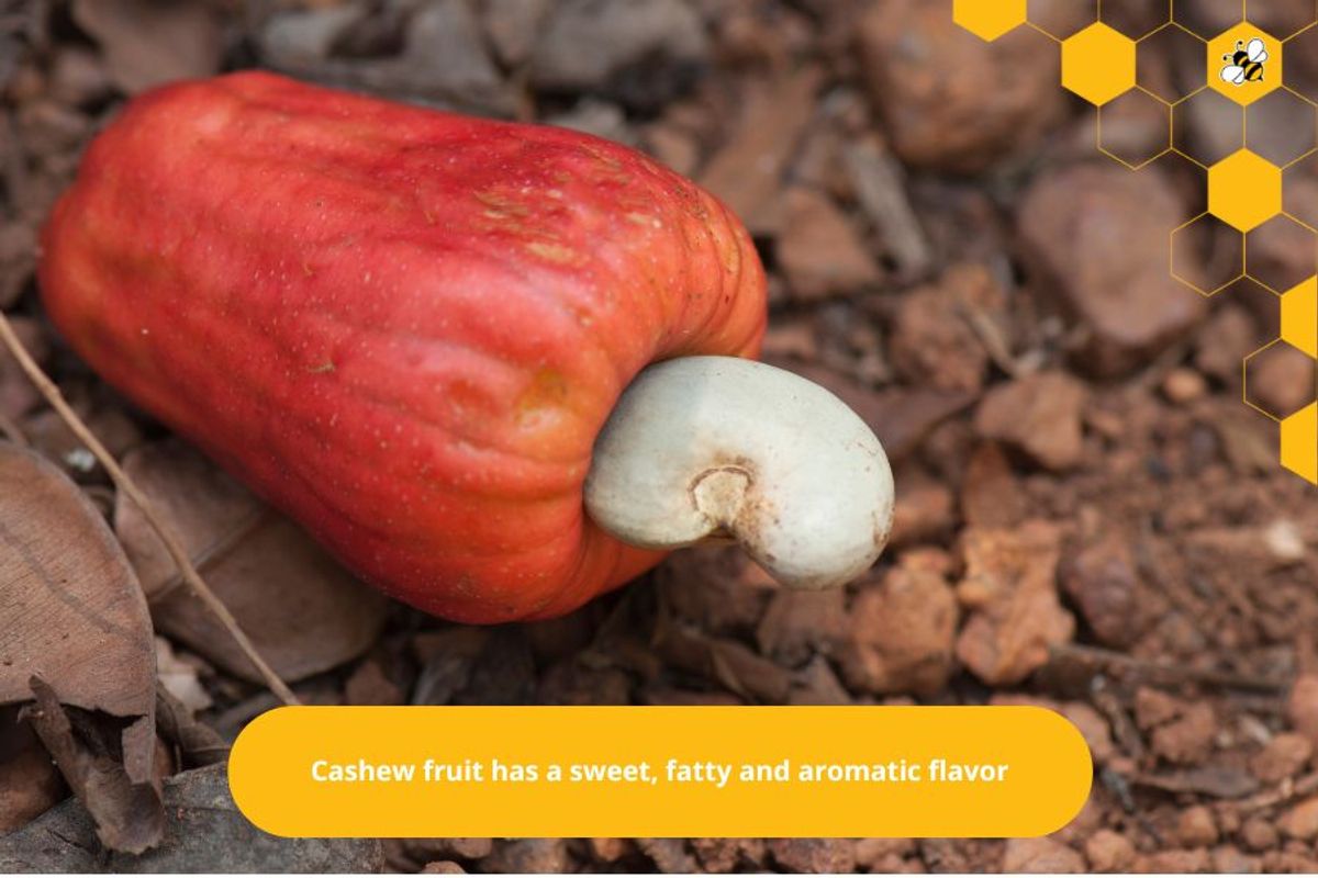 Cashew fruit has a sweet, fatty and aromatic flavor