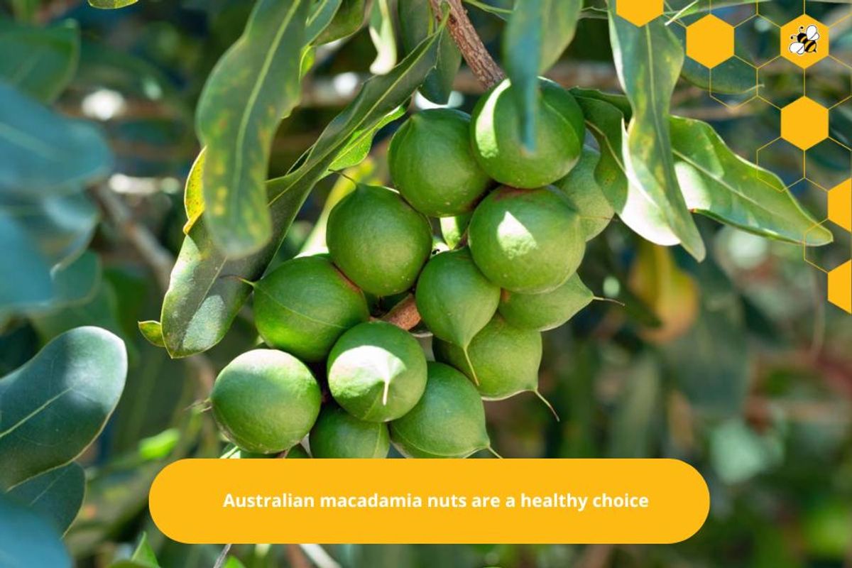 Australian macadamia nuts are a healthy choice