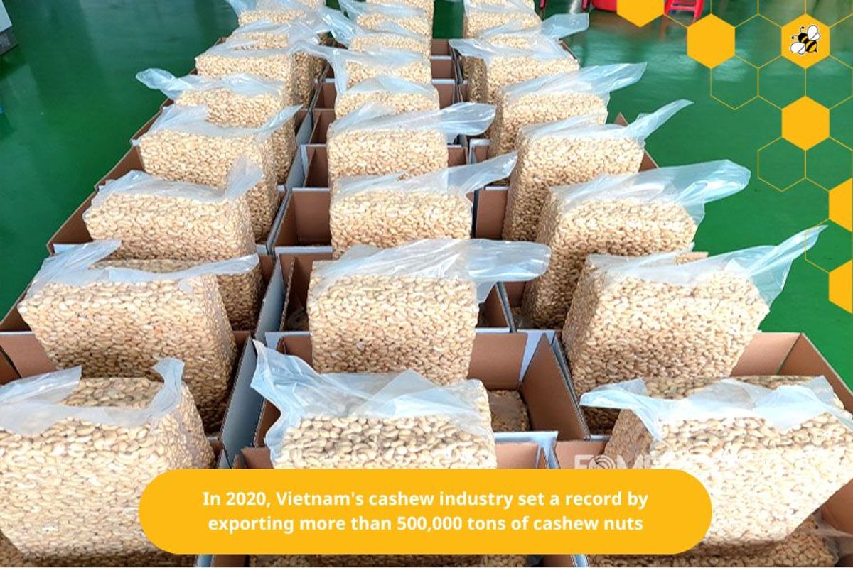 In 2020, Vietnam's cashew industry set a record by exporting more than 500,000 tons of cashew nuts