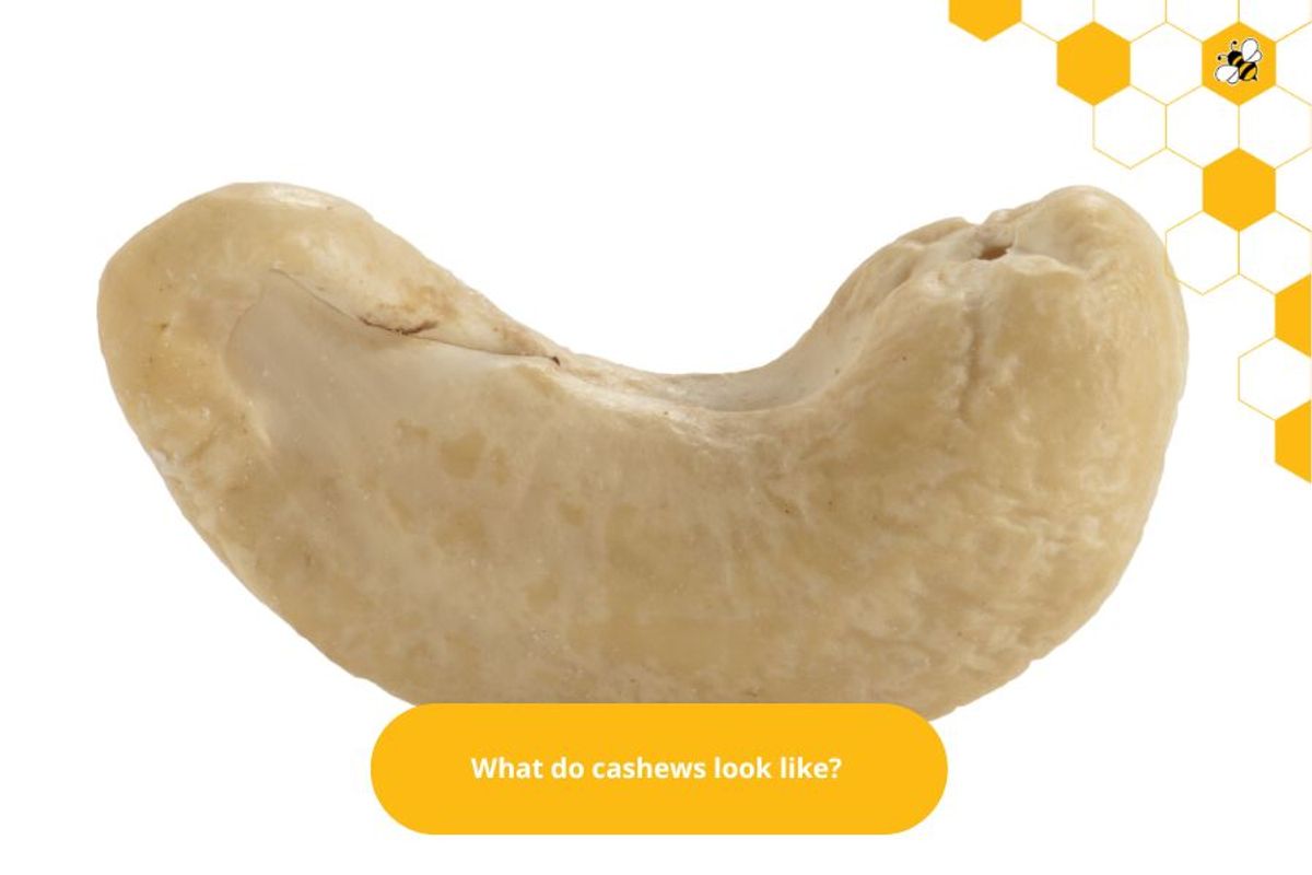 What do cashews look like?