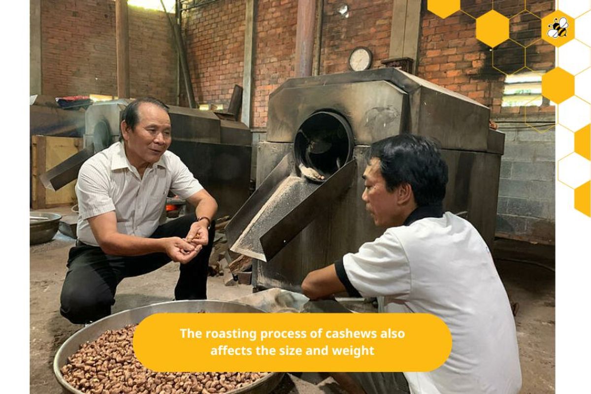 The roasting process of cashews also affects the size and weight