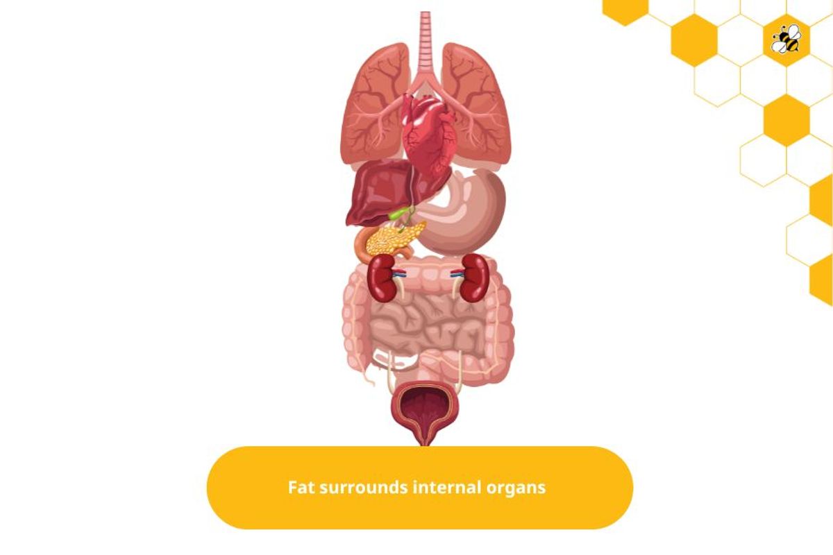 Fat surrounds internal organs