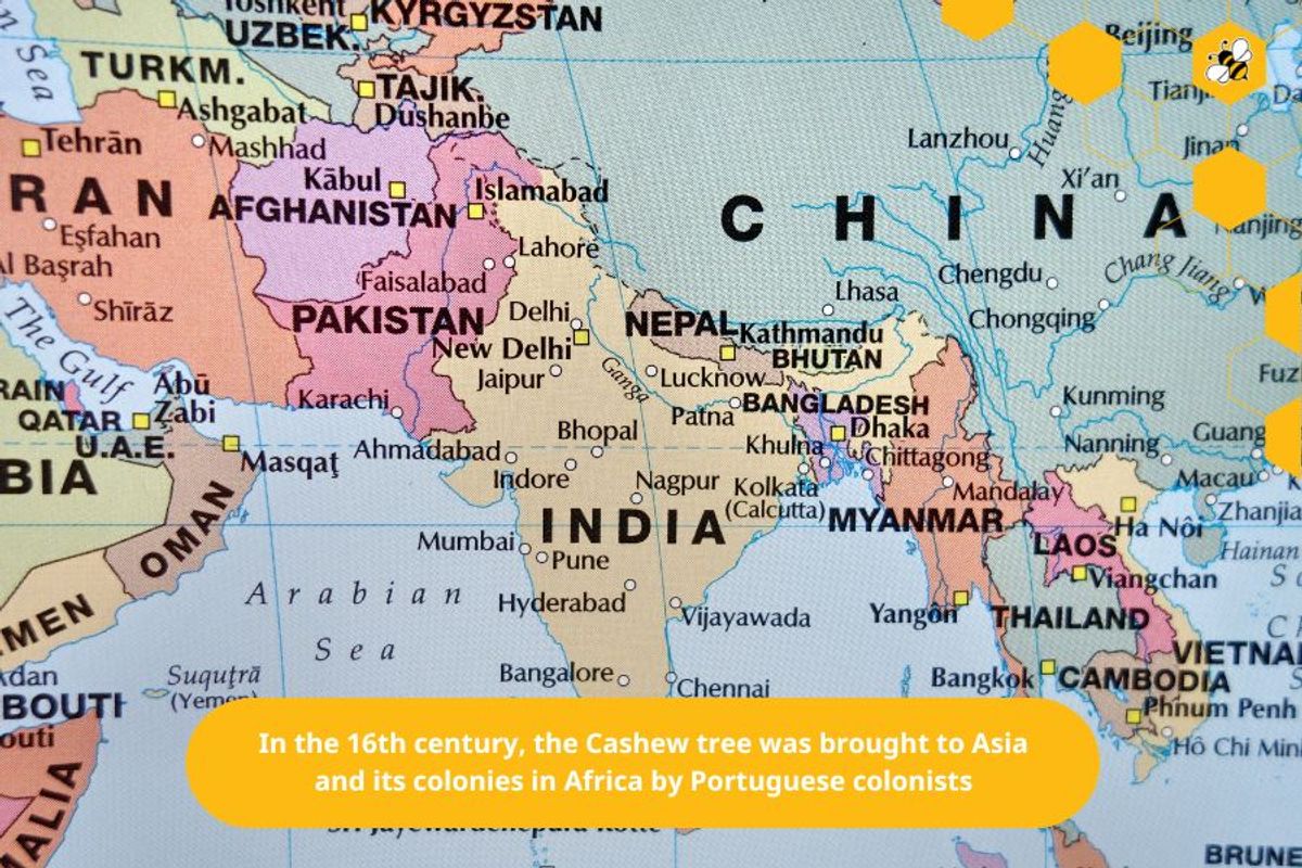 In the 16th century, the Cashew tree was brought to Asia and its colonies in Africa by Portuguese colonists