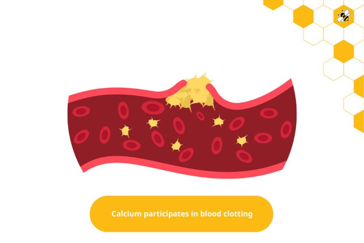 Calcium participates in blood clotting