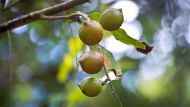 What is macadamia? Types of macadamia nuts on the market