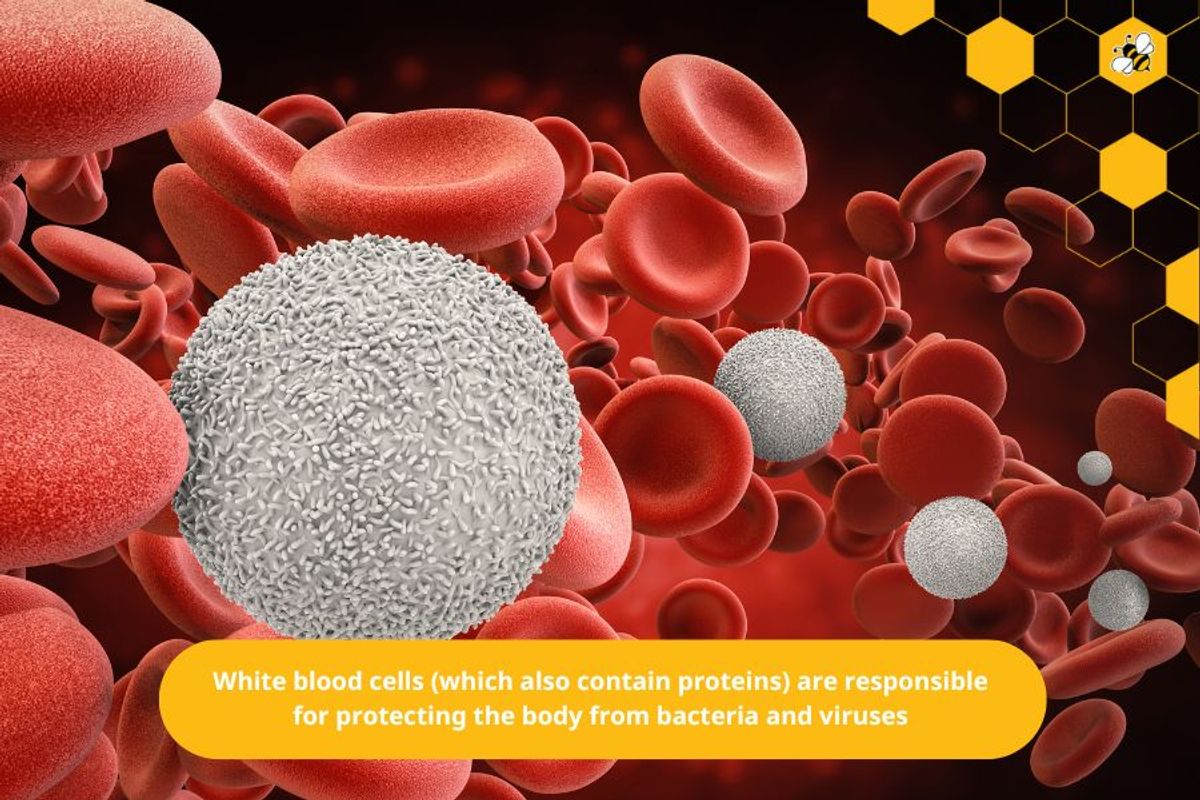 White blood cells (which also contain proteins) are responsible for protecting the body from bacteria and viruses