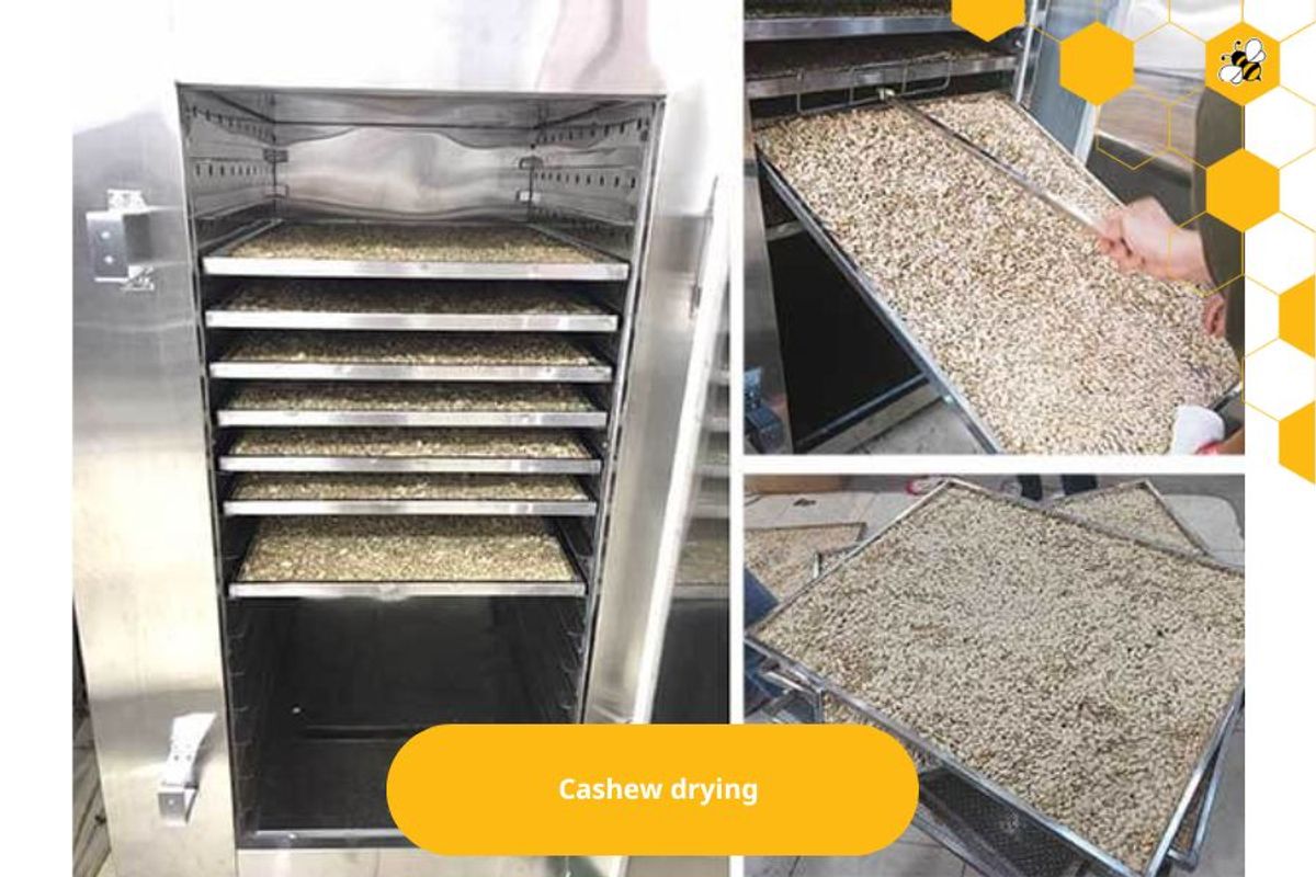 Cashew drying