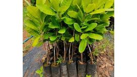 How do cashew trees germinate and grow? Stages of cashew tree growth