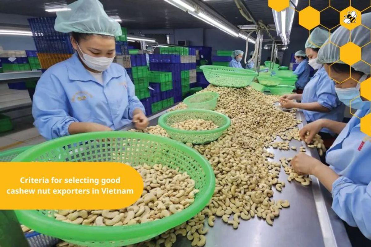 Criteria for selecting good cashew nut exporters in Vietnam