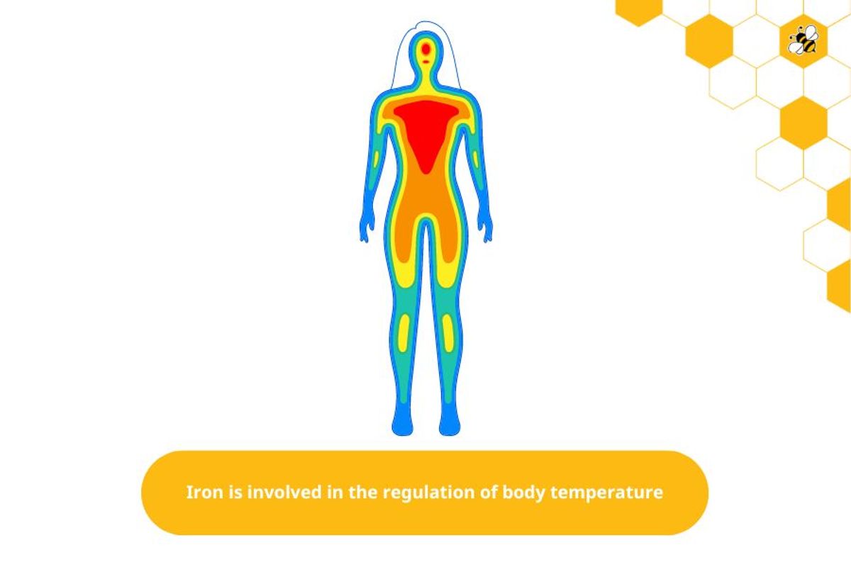 Iron is involved in the regulation of body temperature