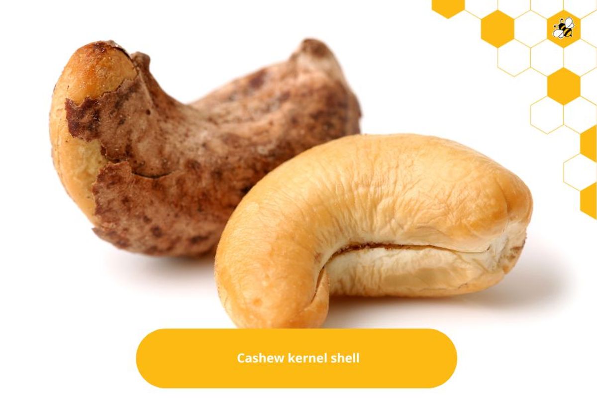 Cashew kernel shell