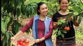 Cashew harvest season in Vietnam & around the world