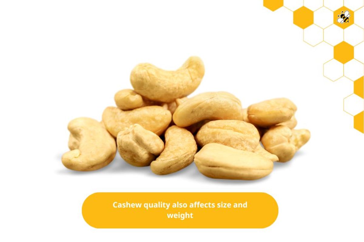 Cashew quality also affects size and weight