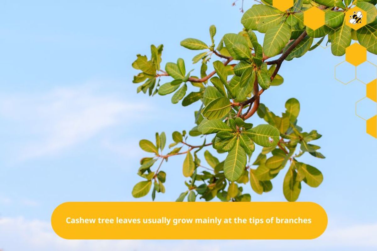 Cashew tree leaves usually grow mainly at the tips of branches