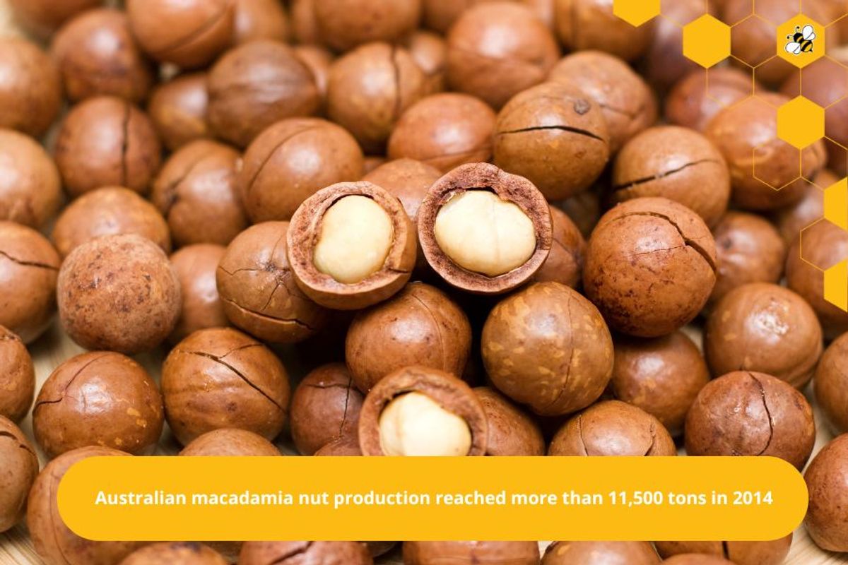 Australian macadamia nut production reached more than 11,500 tons in 2014