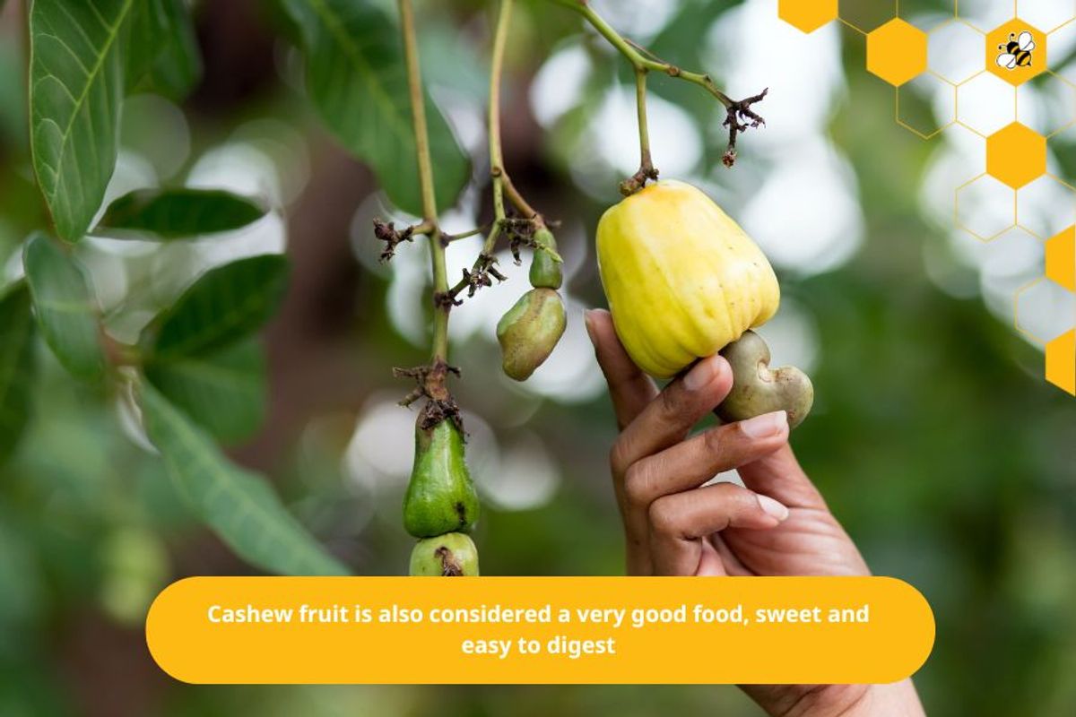 Cashew fruit is also considered a very good food, sweet and easy to digest