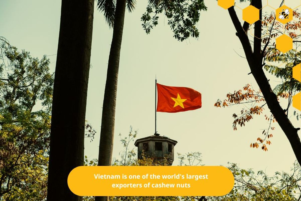 Vietnam is one of the world's largest exporters of cashew nuts