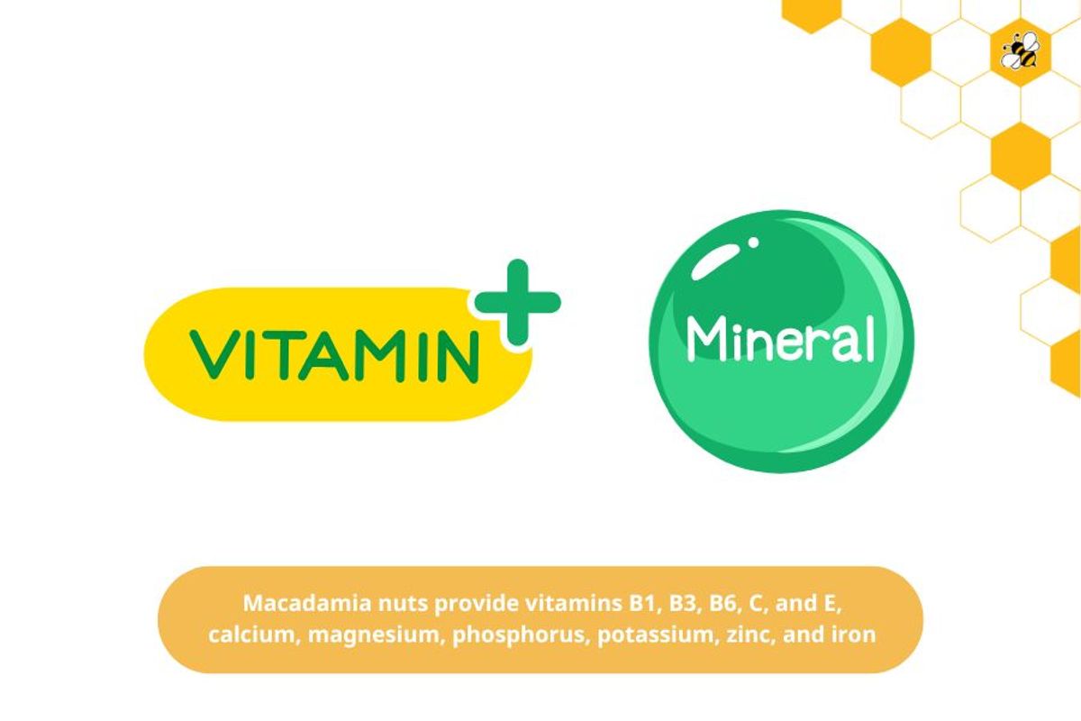 Macadamia nuts provide vitamins B1, B3, B6, C, and E, calcium, magnesium, phosphorus, potassium, zinc, and iron