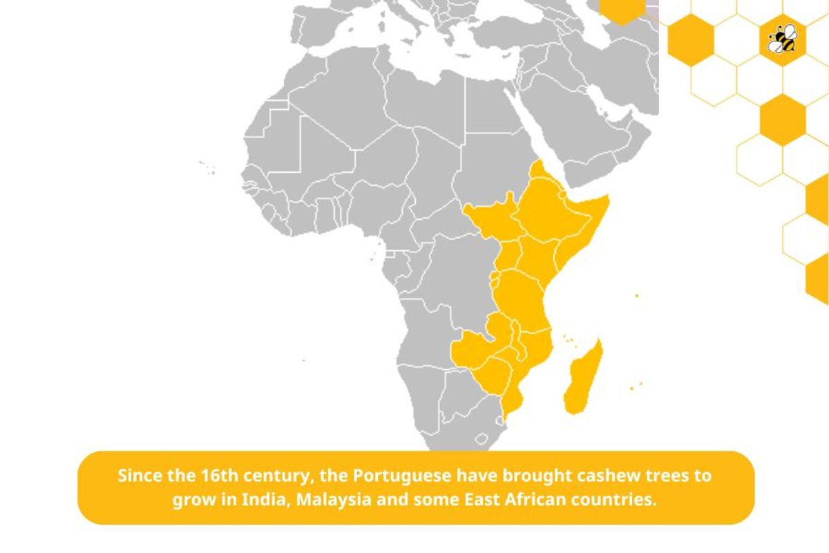 Since the 16th century, the Portuguese have brought cashew trees to grow in India, Malaysia and some East African countries.