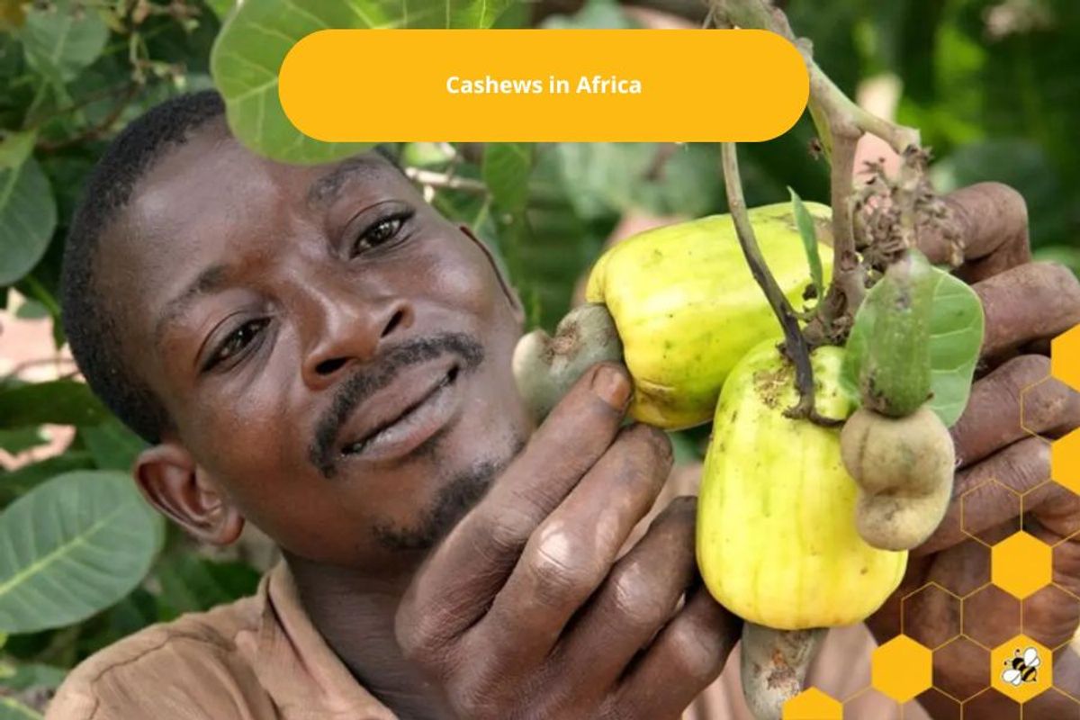 Cashews in Africa