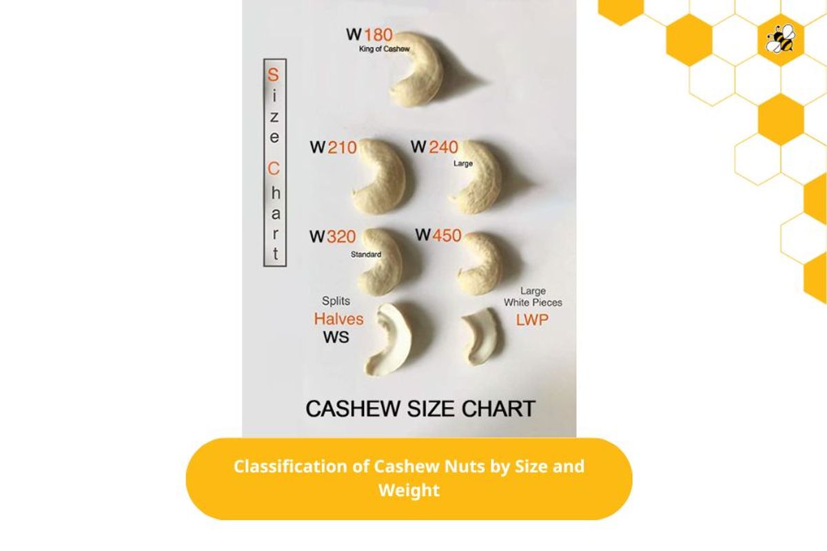 Classification of Cashew Nuts by Size and Weight