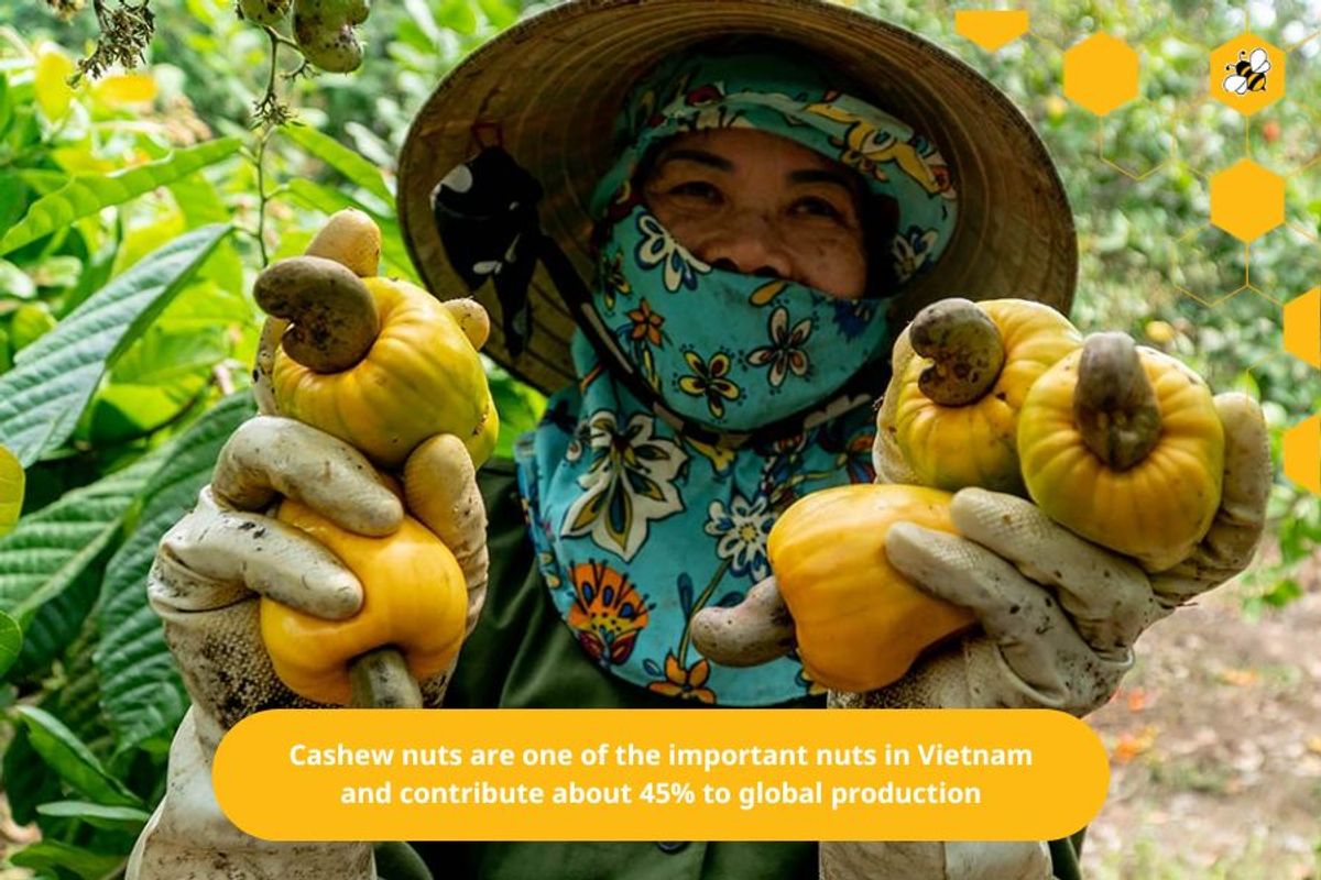 Cashew nuts are one of the important nuts in Vietnam and contribute about 45% to global production