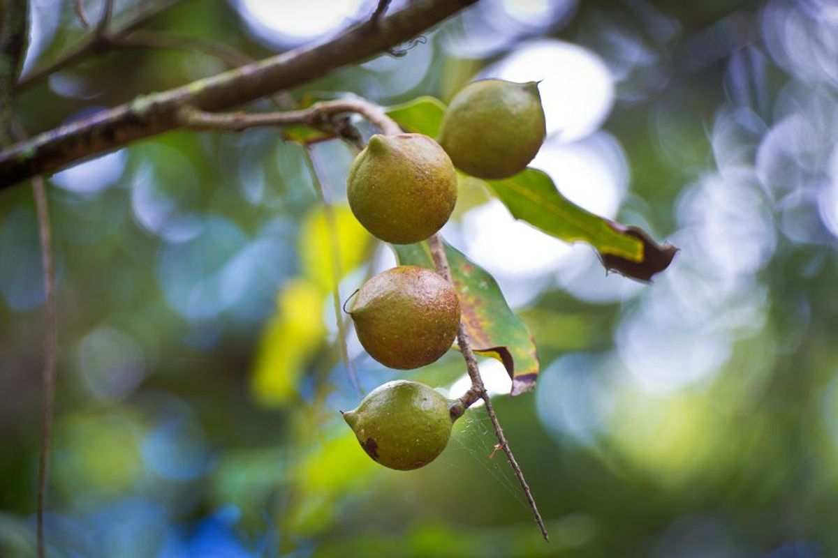 Where to Find Vietnamese Macadamias
