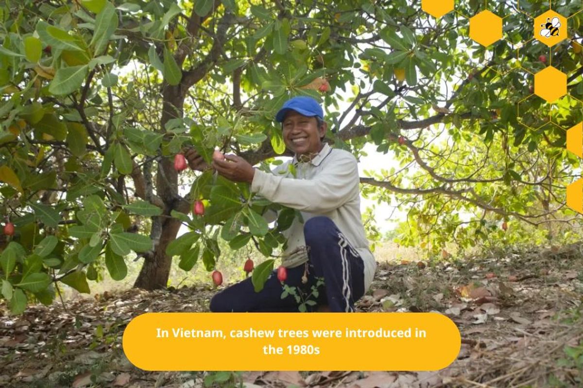 In Vietnam, cashew trees were introduced in the 1980s