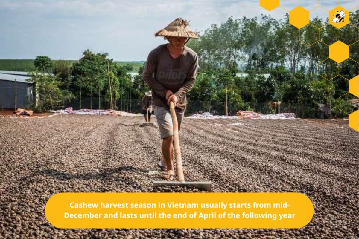 Cashew harvest season in Vietnam usually starts from mid-December and lasts until the end of April of the following year