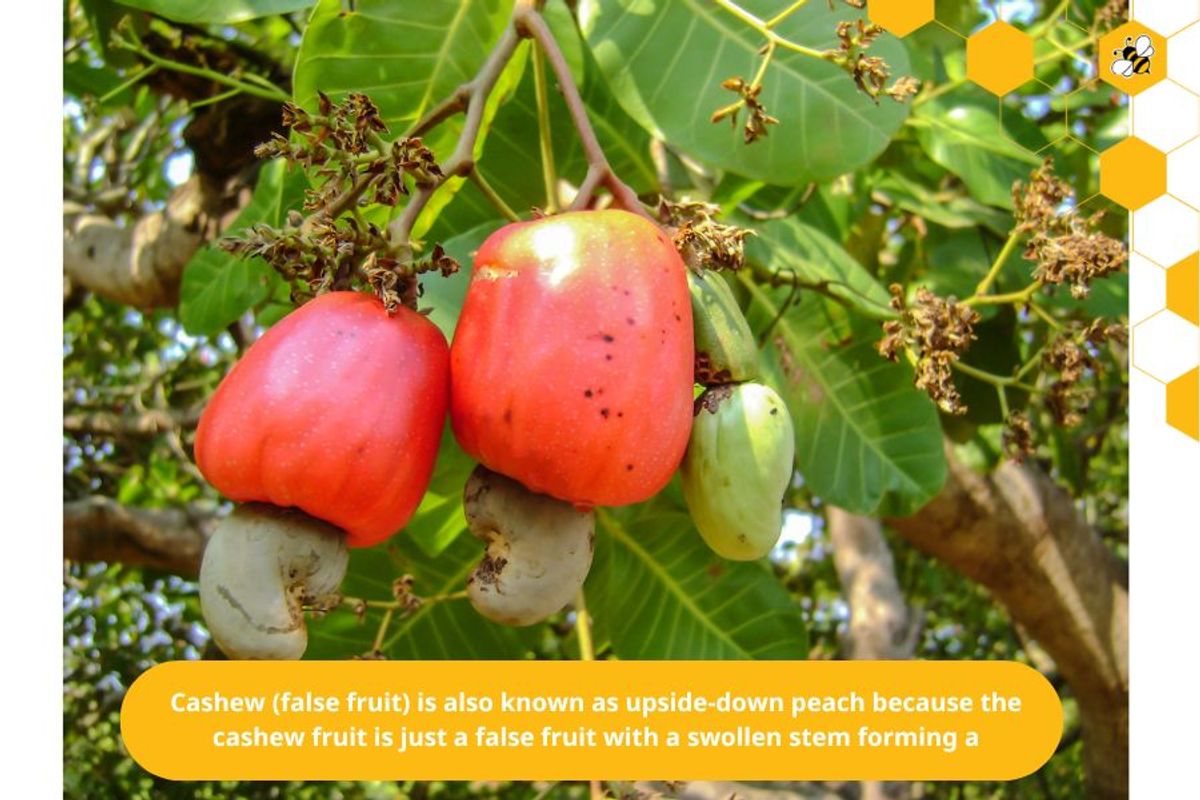 Cashew (false fruit) is also known as upside-down peach because the cashew fruit is just a false fruit with a swollen stem forming a