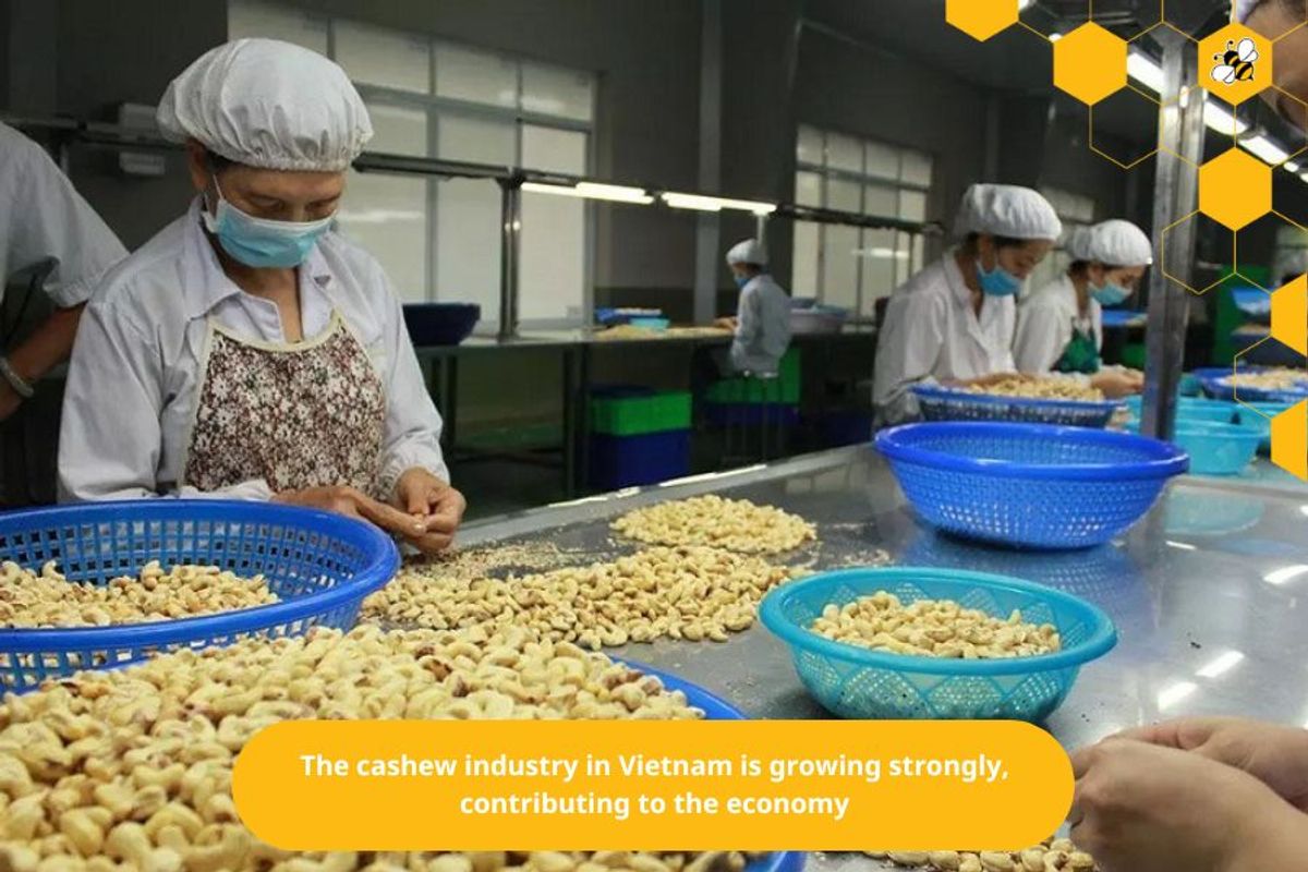 The cashew industry in Vietnam is growing strongly, contributing to the economy