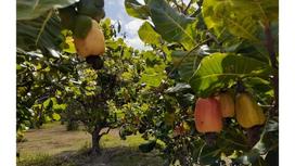 General description of the cashew tree