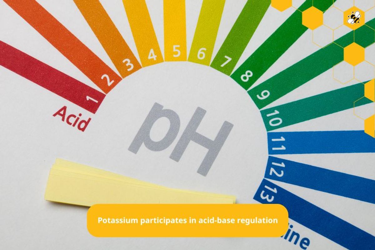 Potassium participates in acid-base regulation