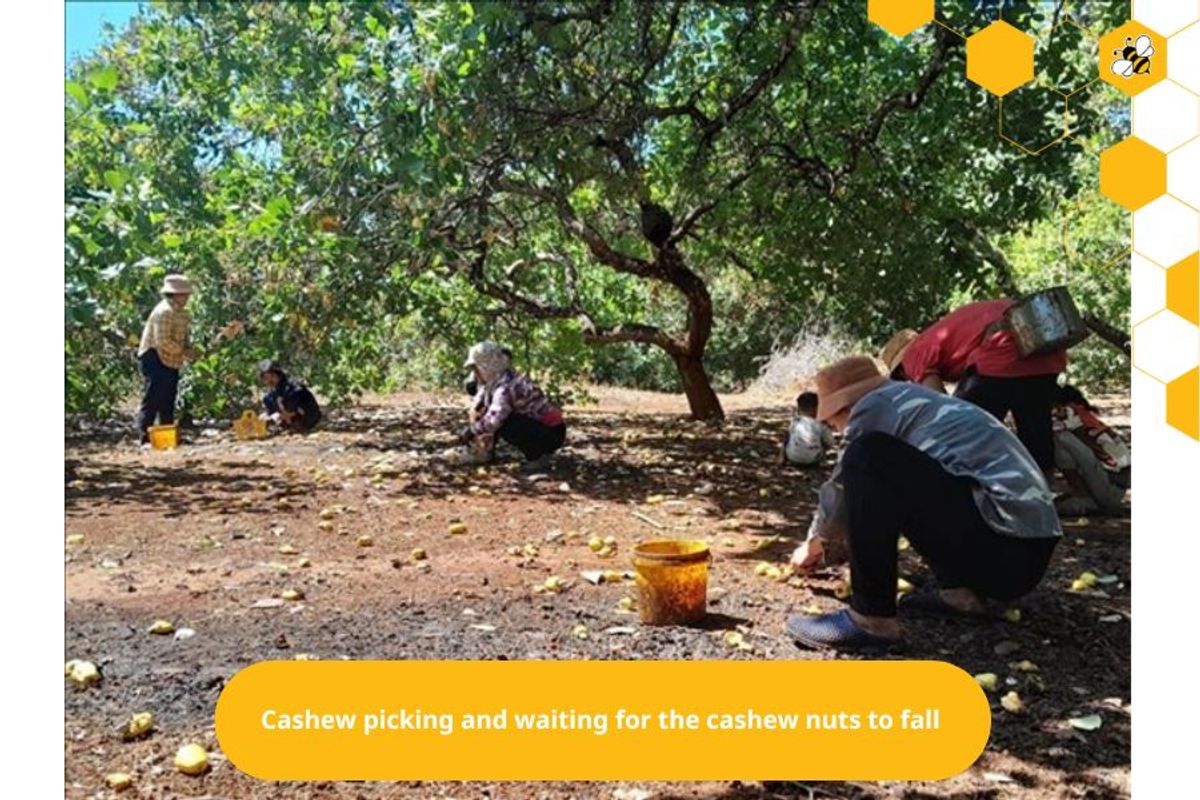 Cashew picking and waiting for the cashew nuts to fall