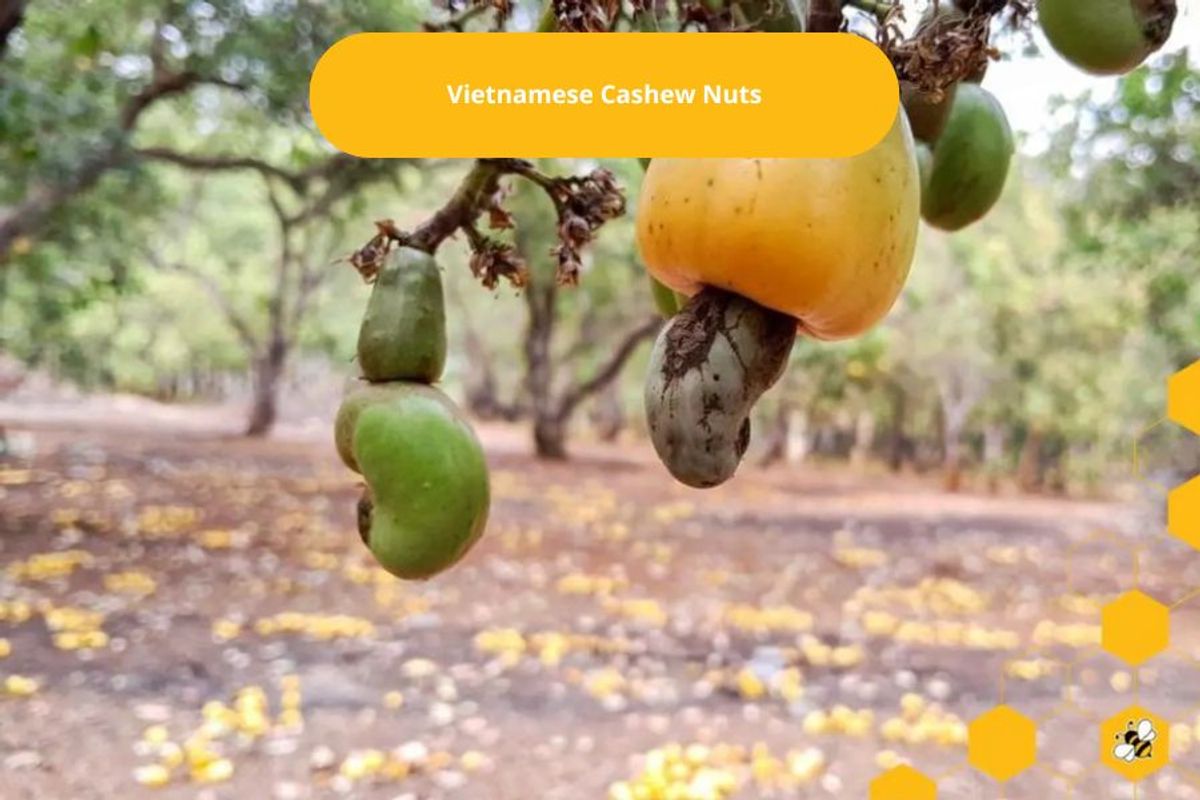 Vietnamese Cashew Nuts