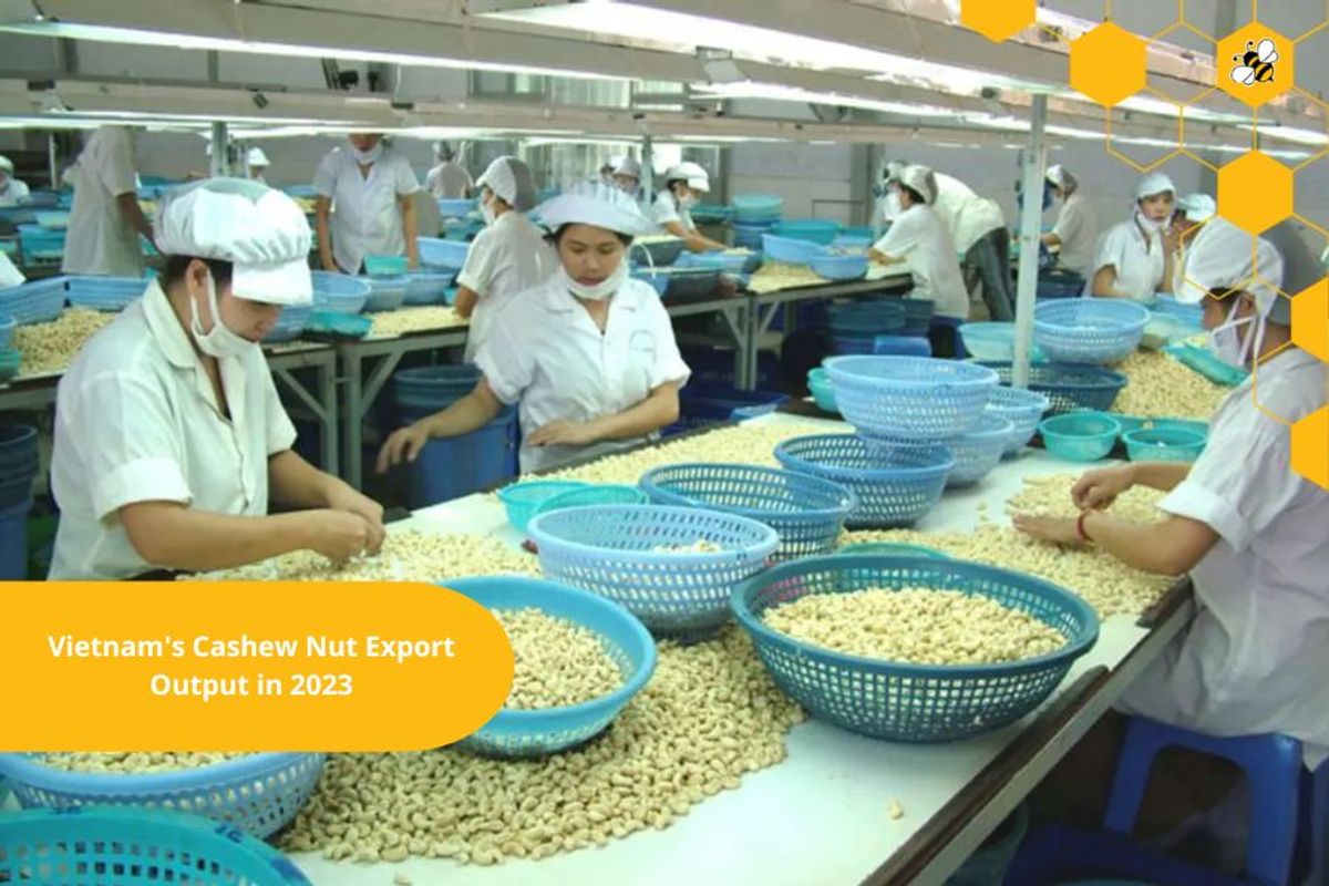 Vietnam's Cashew Nut Export Output in 2023