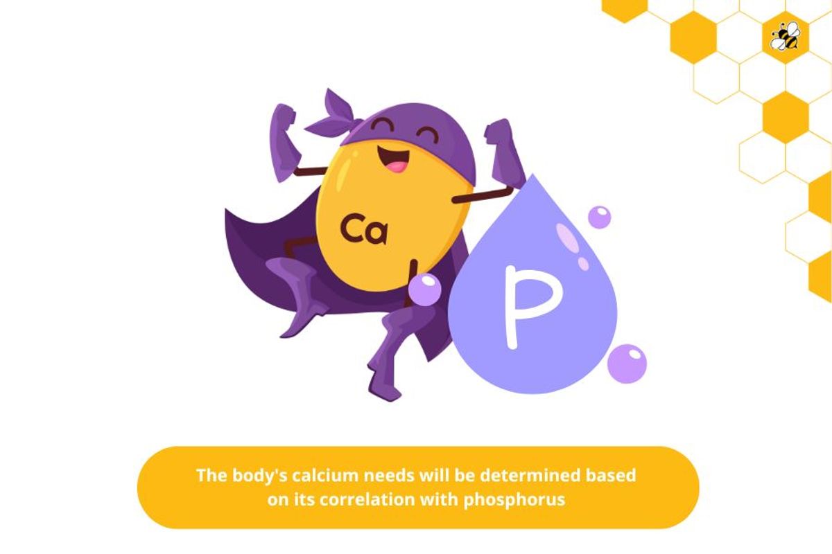 The body's calcium needs will be determined based on its correlation with phosphorus