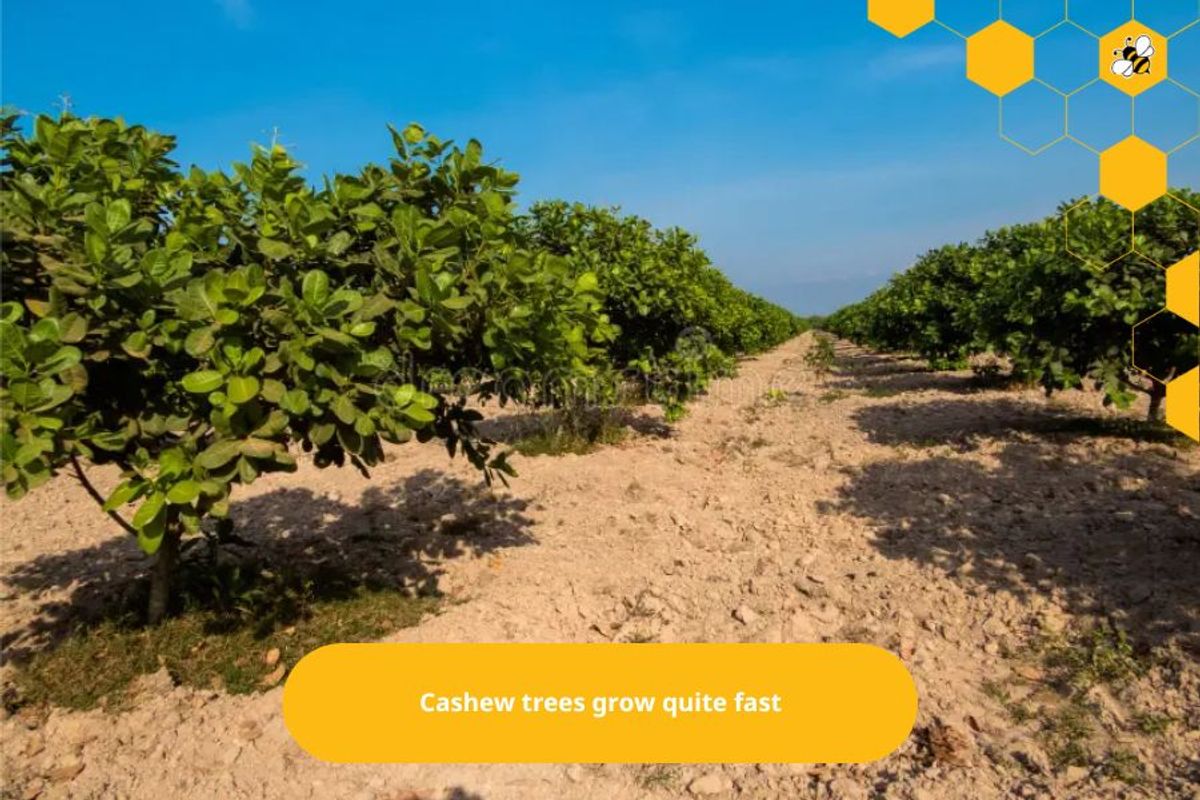 Cashew trees grow quite fast