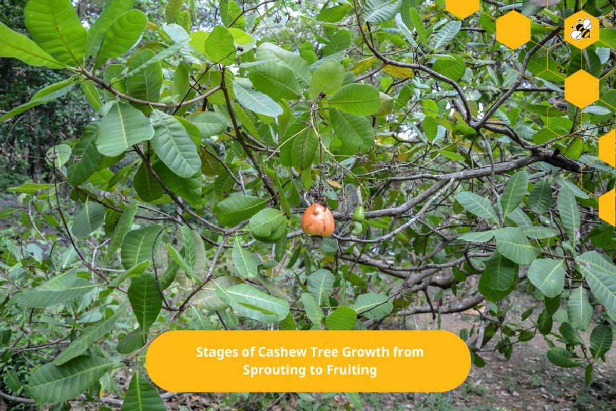 Stages of Cashew Tree Growth from Sprouting to Fruiting