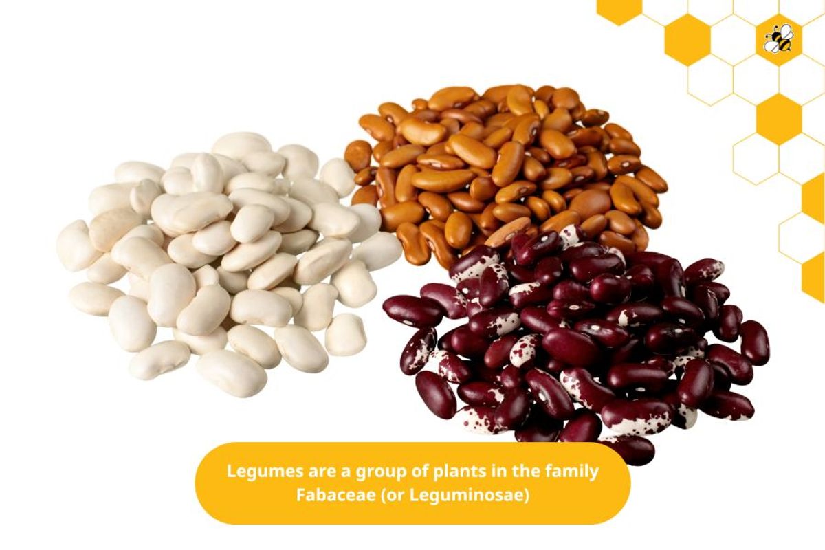 Legumes are a group of plants in the family Fabaceae (or Leguminosae)