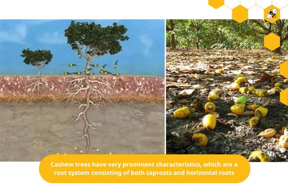Cashew trees have very prominent characteristics, which are a root system consisting of both taproots and horizontal roots