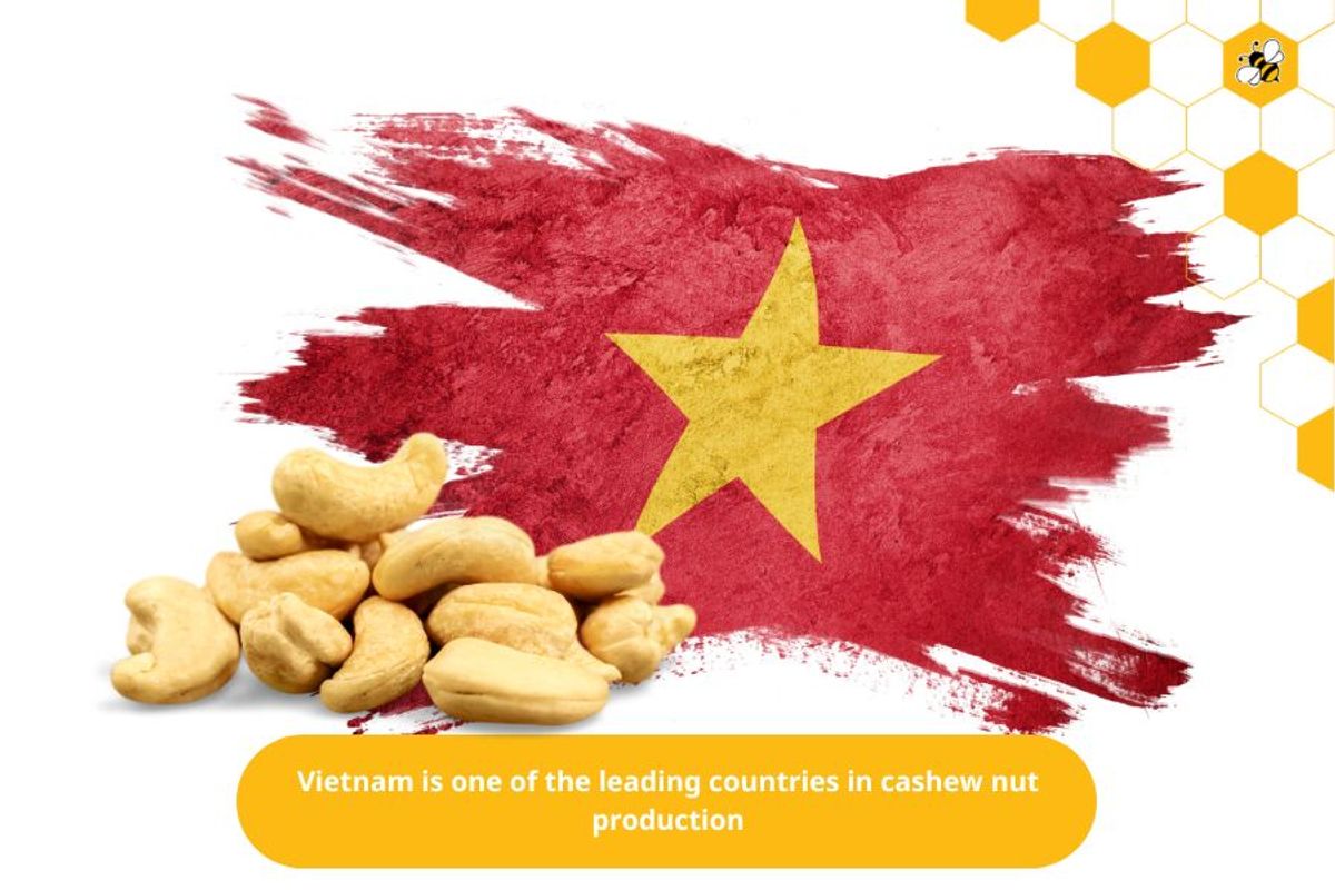 Vietnam is one of the leading countries in cashew nut production