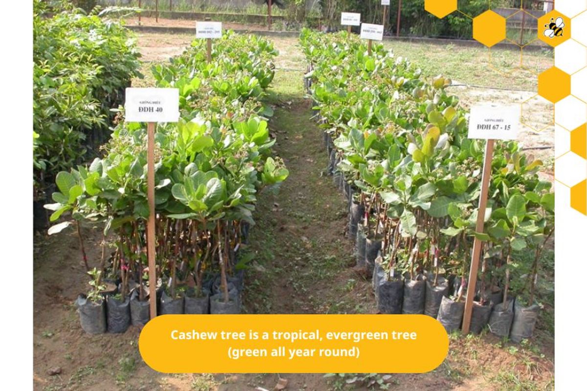 Cashew tree is a tropical, evergreen tree (green all year round)