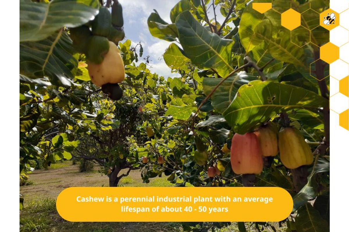 Cashew is a perennial industrial plant with an average lifespan of about 40 - 50 years