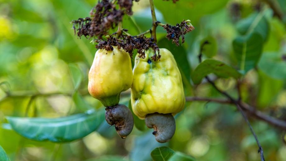 Are Cashews Seeds, Fruits or Nuts? Characteristics of Cashews & Cashew Nuts