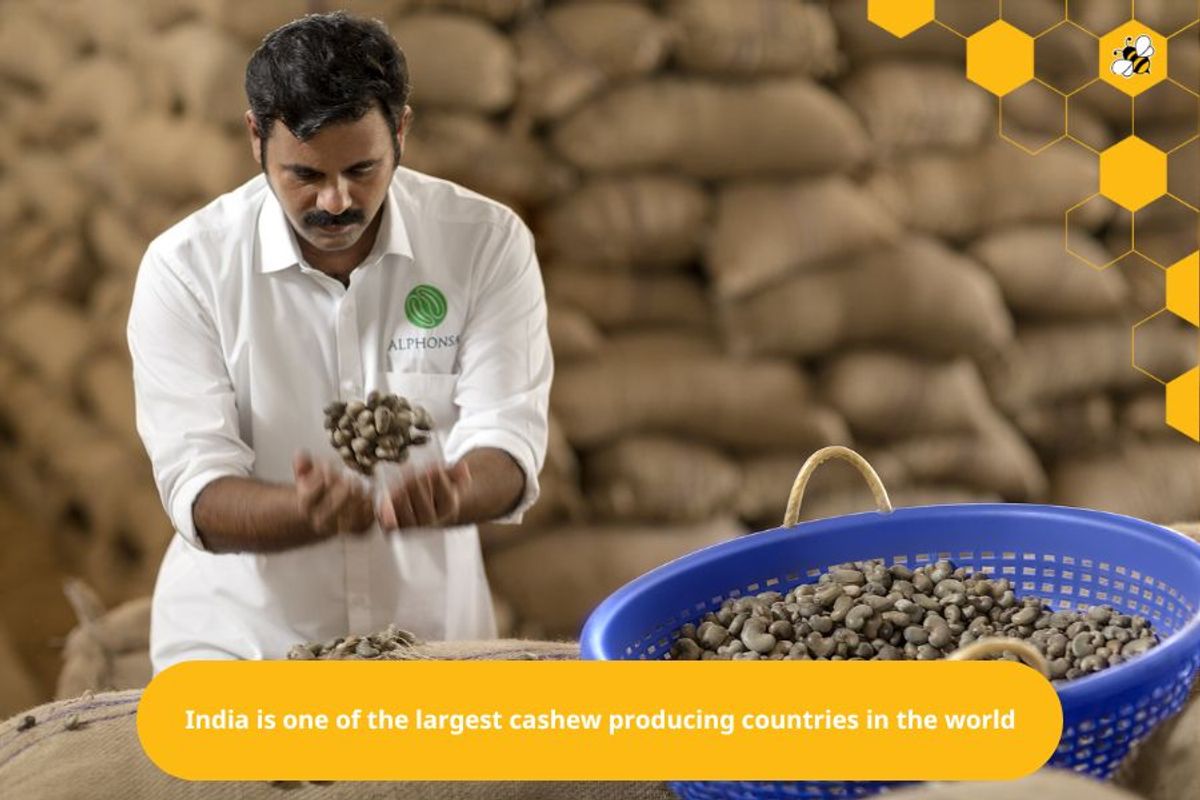 India is one of the largest cashew producing countries in the world